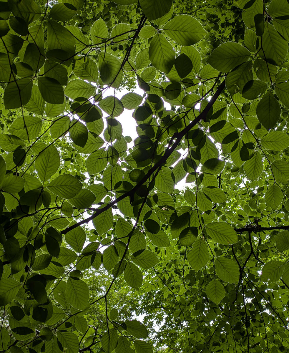 Looking through a beech tree canopy to the sky on Myrtle Park Bingley