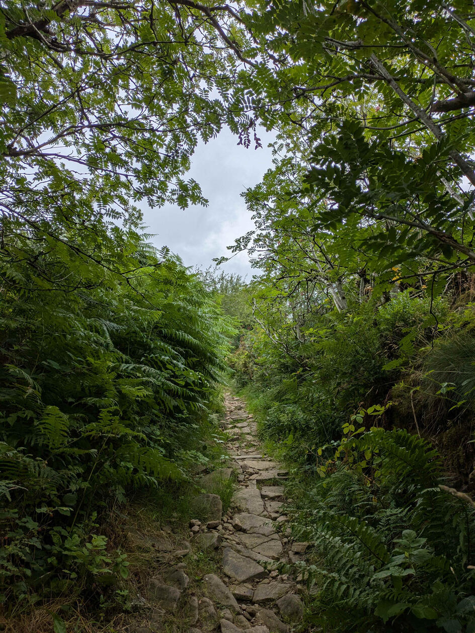 Narrow pathway through head-high ferns
