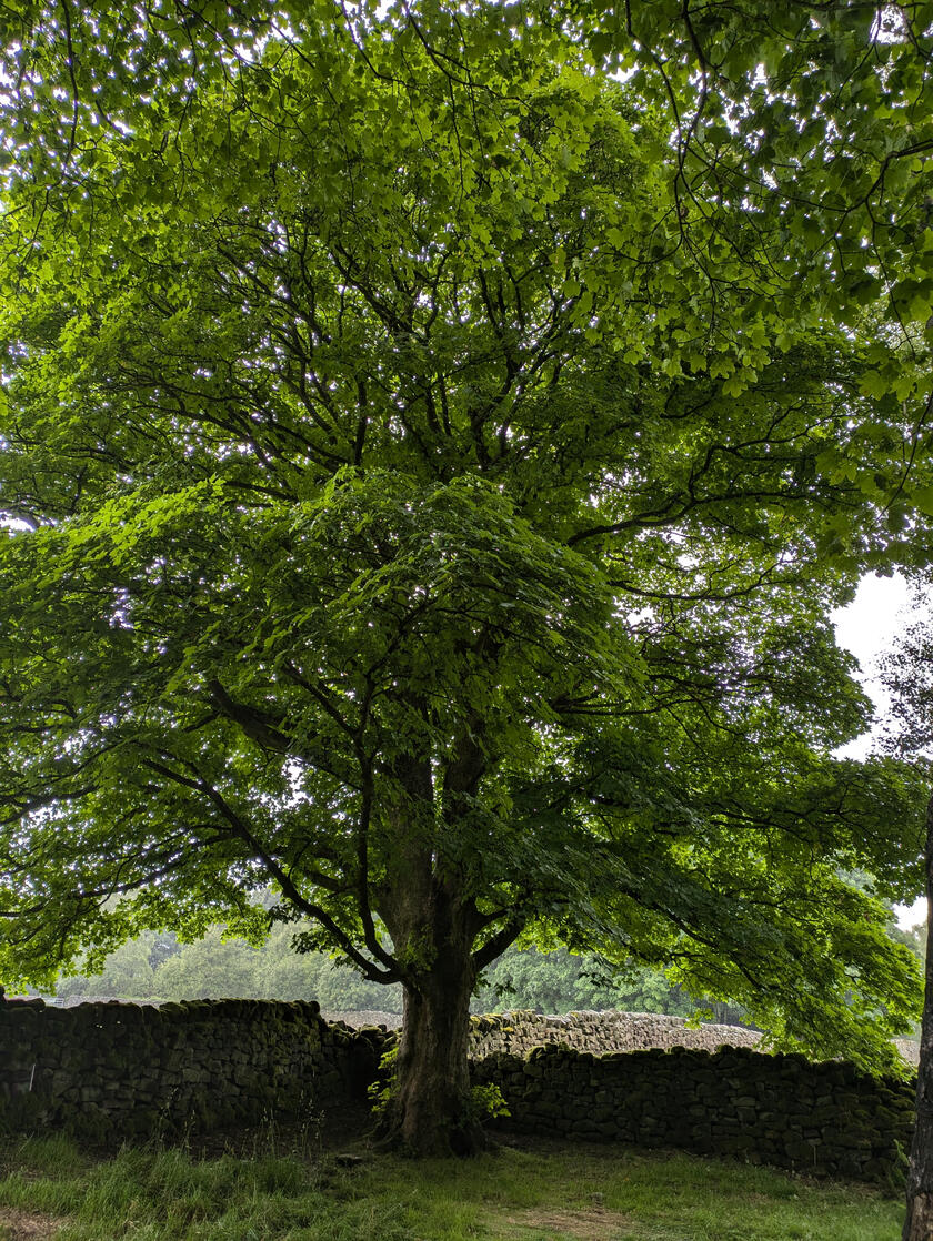 Resplendent mature tree, Shipley Glen