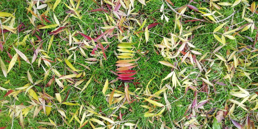 Arranged leaves in autumn, Myrtle Park Bingley