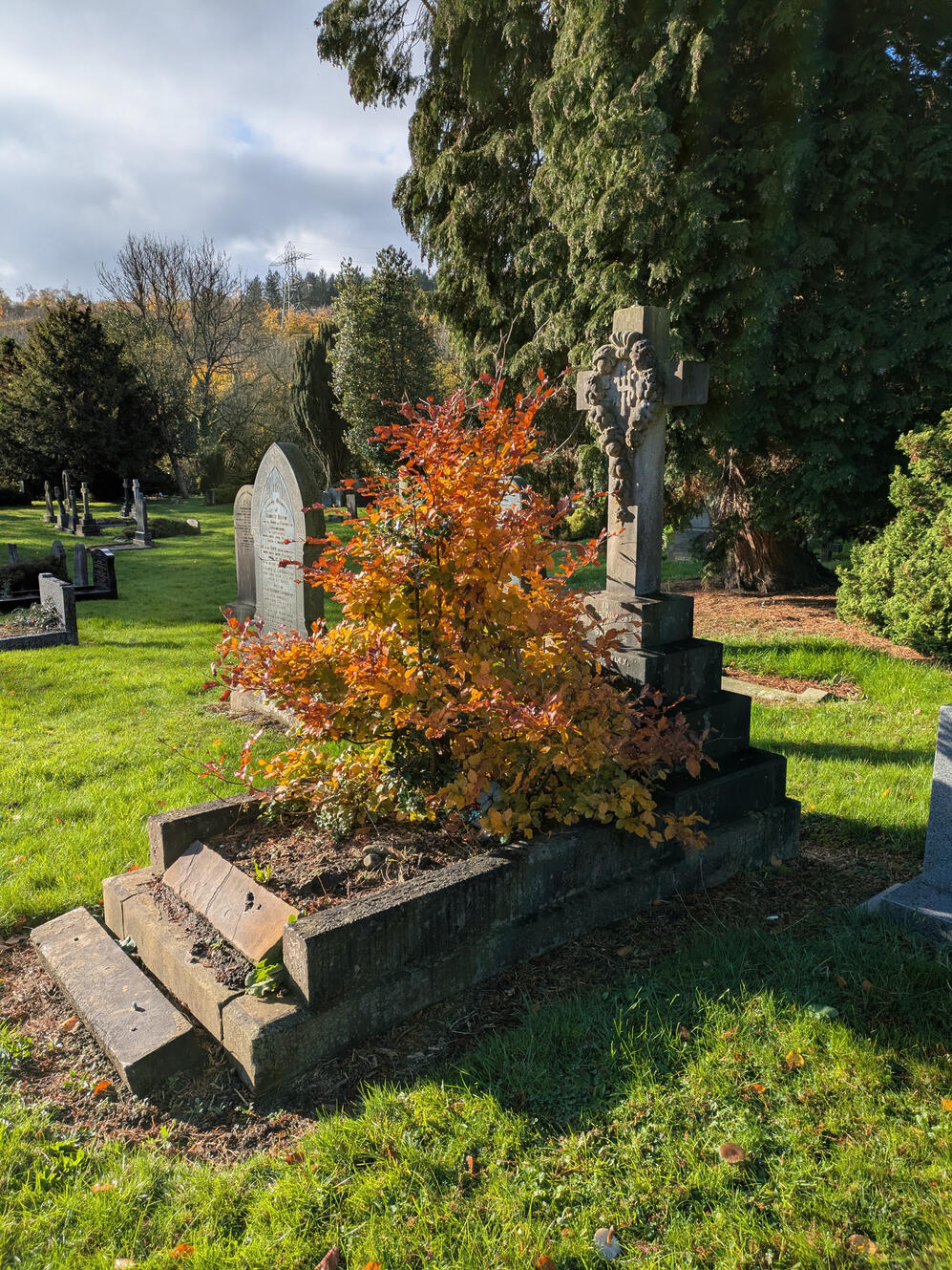 Sapling growing on a grave in autumn, Bingley
