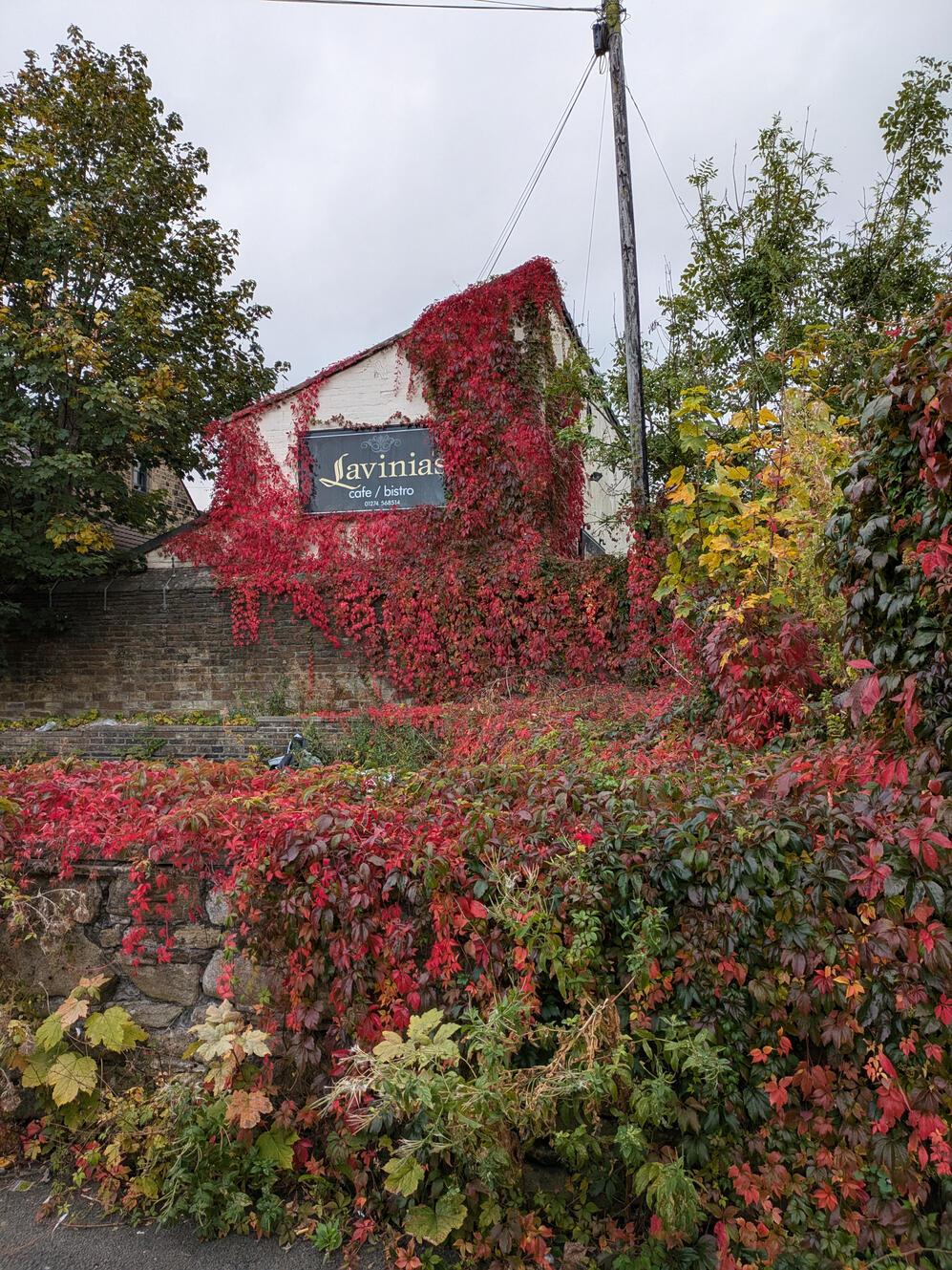 Scarlet leaves of ivy climbing over the side of a building, Myrtle Park Bingley