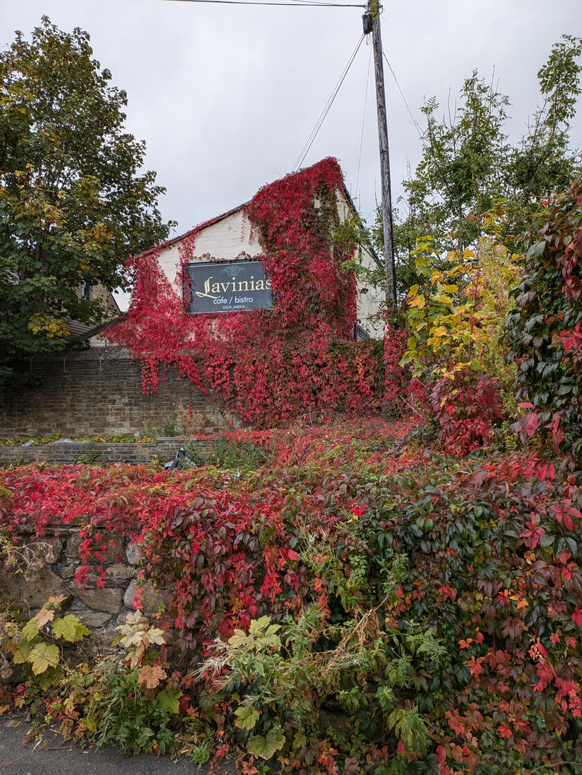 Scarlet leaves of ivy climbing over the side of a building, Myrtle Park Bingley