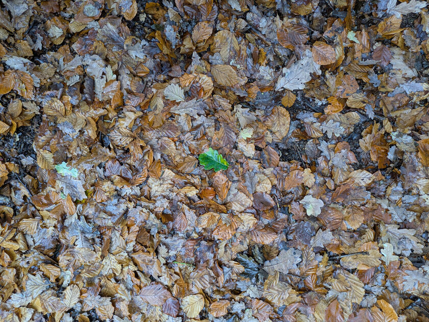 Single green leaf surrounded by brown leaves in Hirst Wood, Shipley