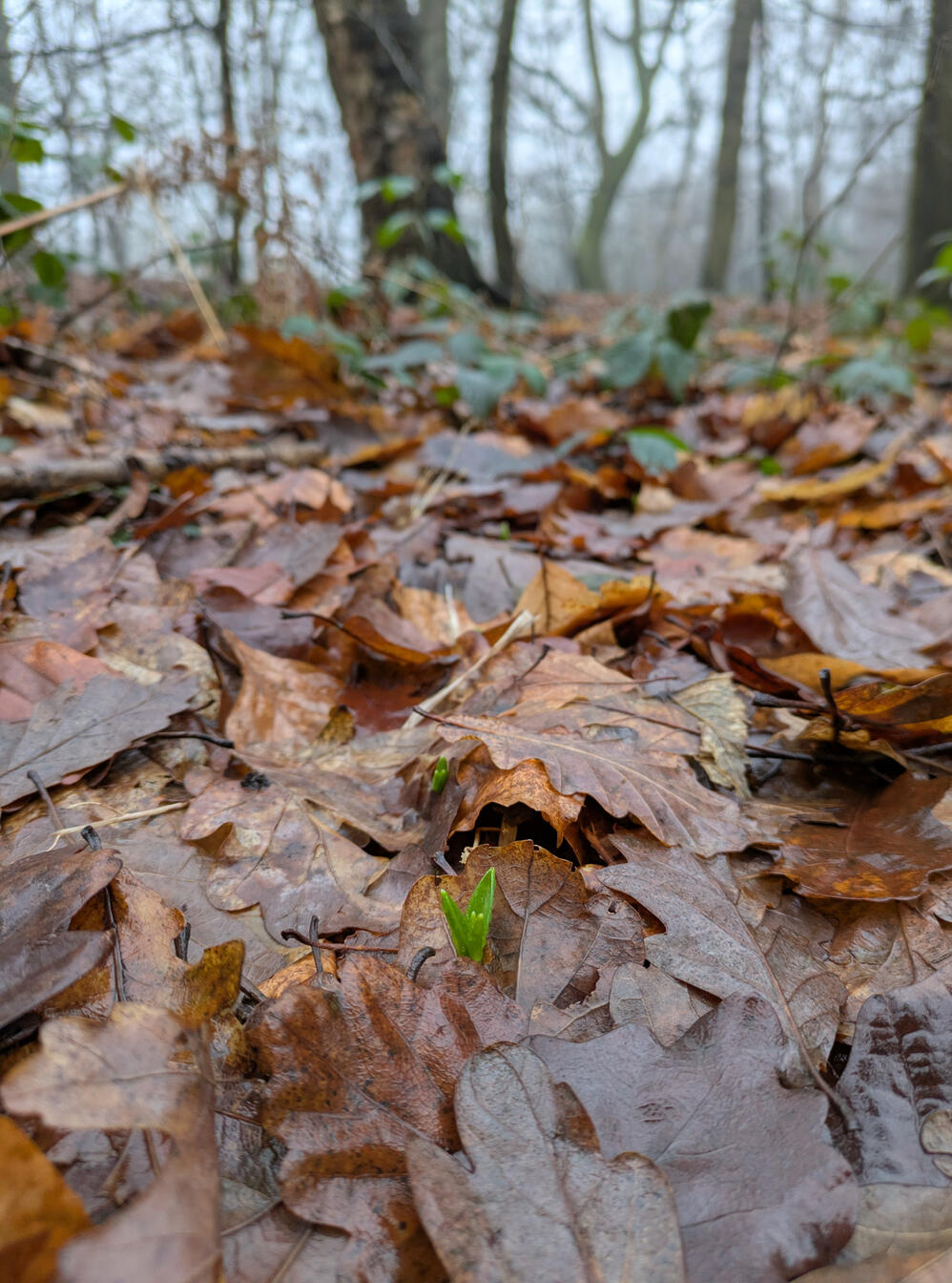 Bluebell leaves emerging from carpet of fallen leaves with mature tree in background, out of focus in Hirst Wood, Shipley