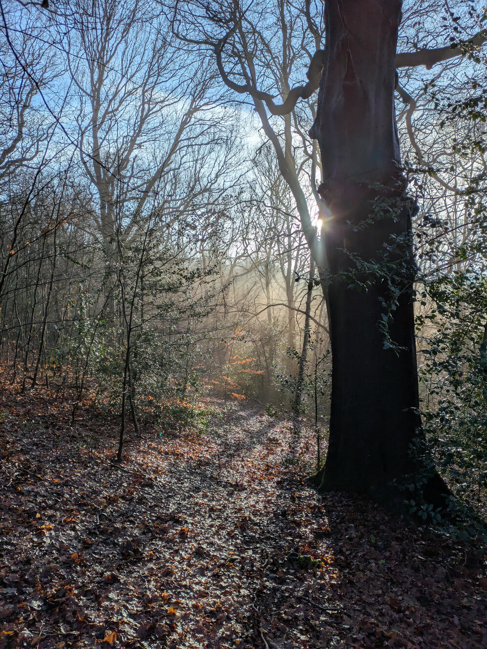 Morning sunshine casting shadows in a woodland in a misty valley on Myrtle Park Bingley