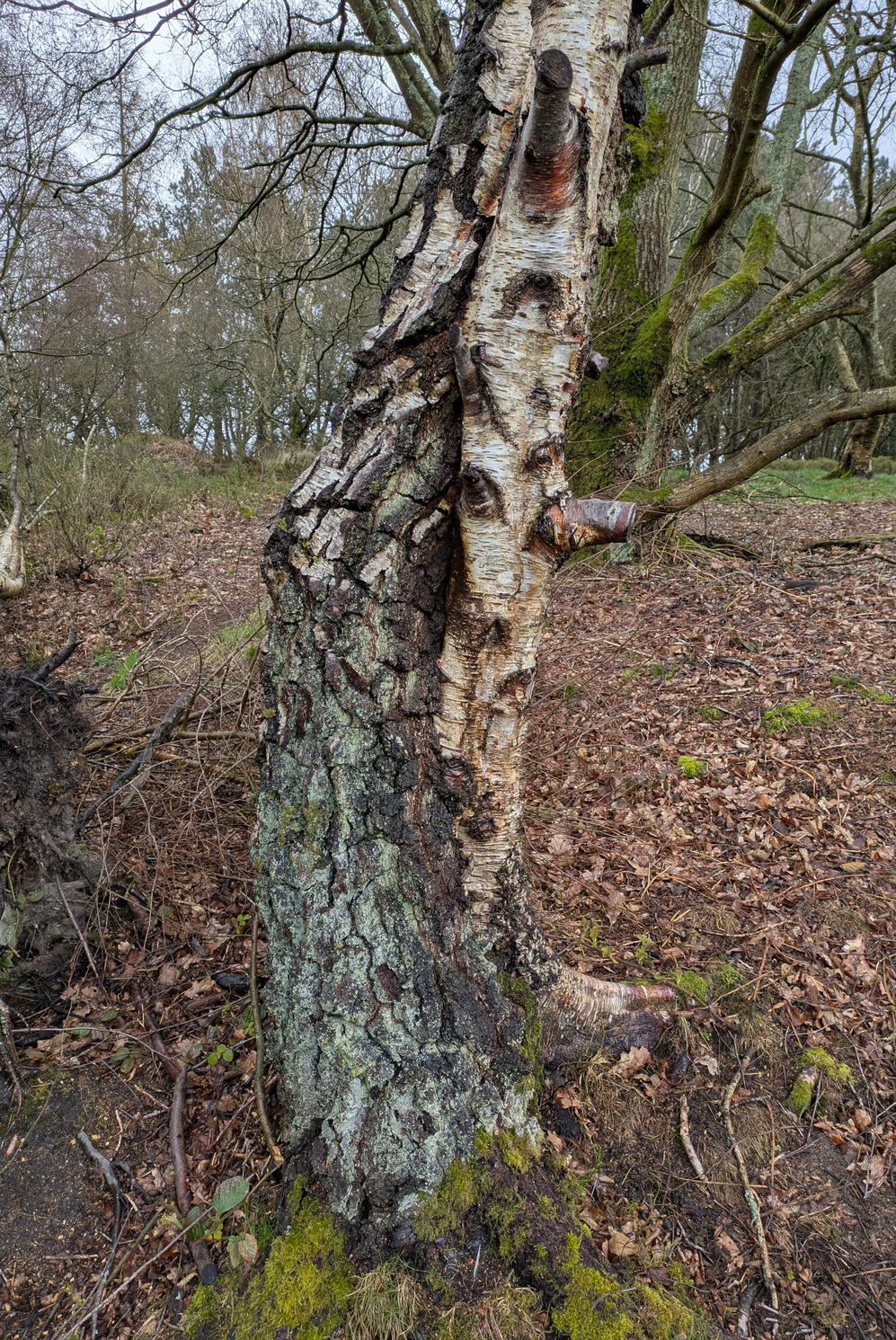 A cancered trunk of a silver birch twisted into another trunk, Prince of Wales Park Bingley