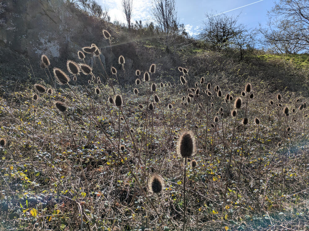 Teasels backlit, Myrtle Park Bingley