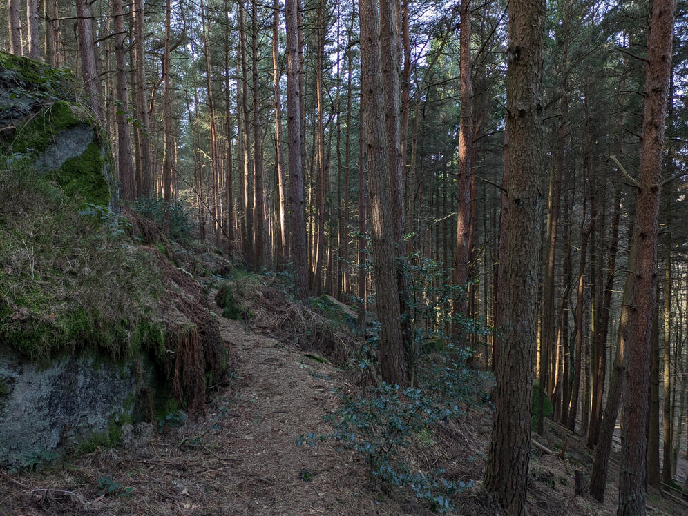 Sunlight shining downhill through the trees, Cottingley Woods, Bingley/Shipley