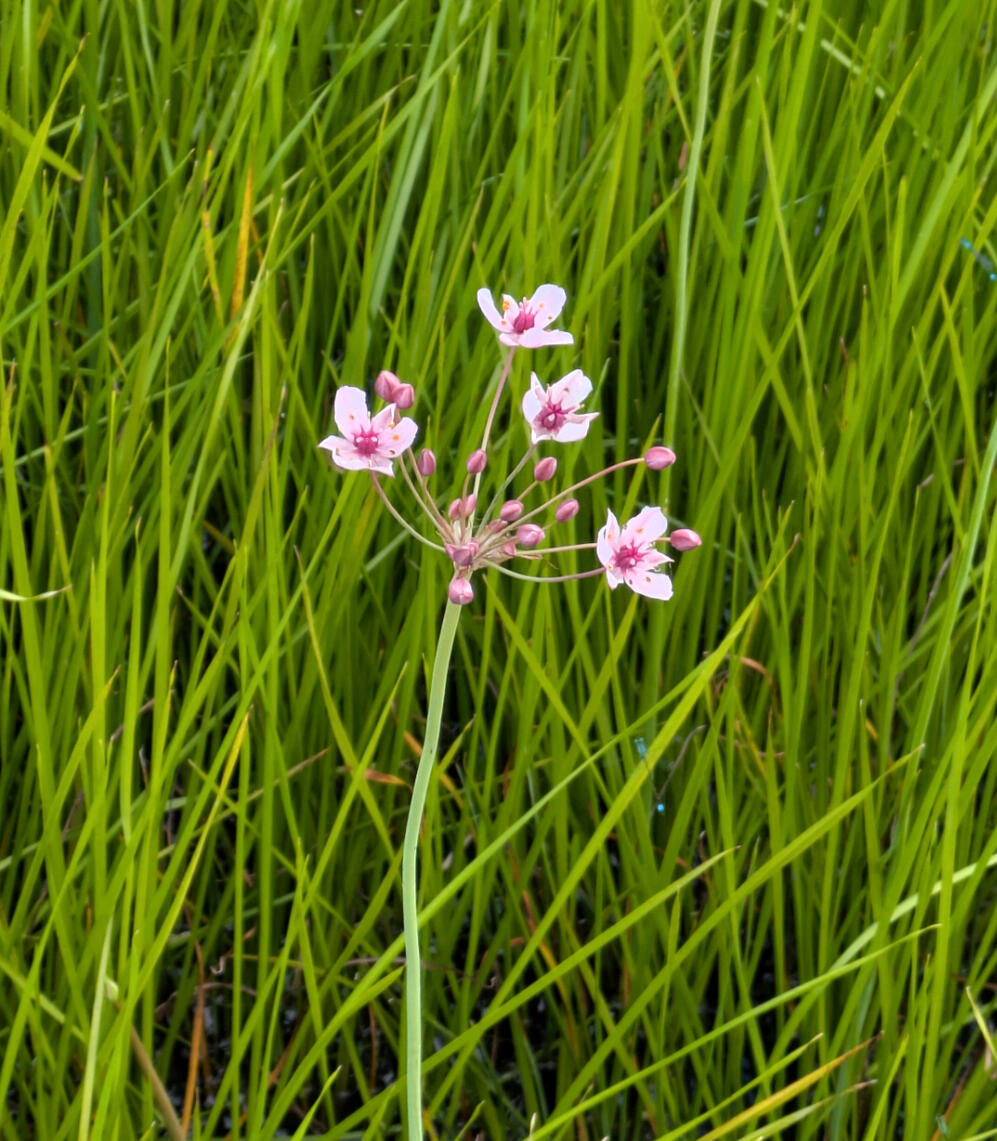 Flowering rush in Leeds/Liverpool Canal, Calverley