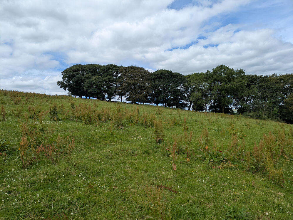 Edge of a tree line against the horizon, Winkle